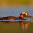 Slavonian Grebe - Horned Grebe - Podiceps auritus