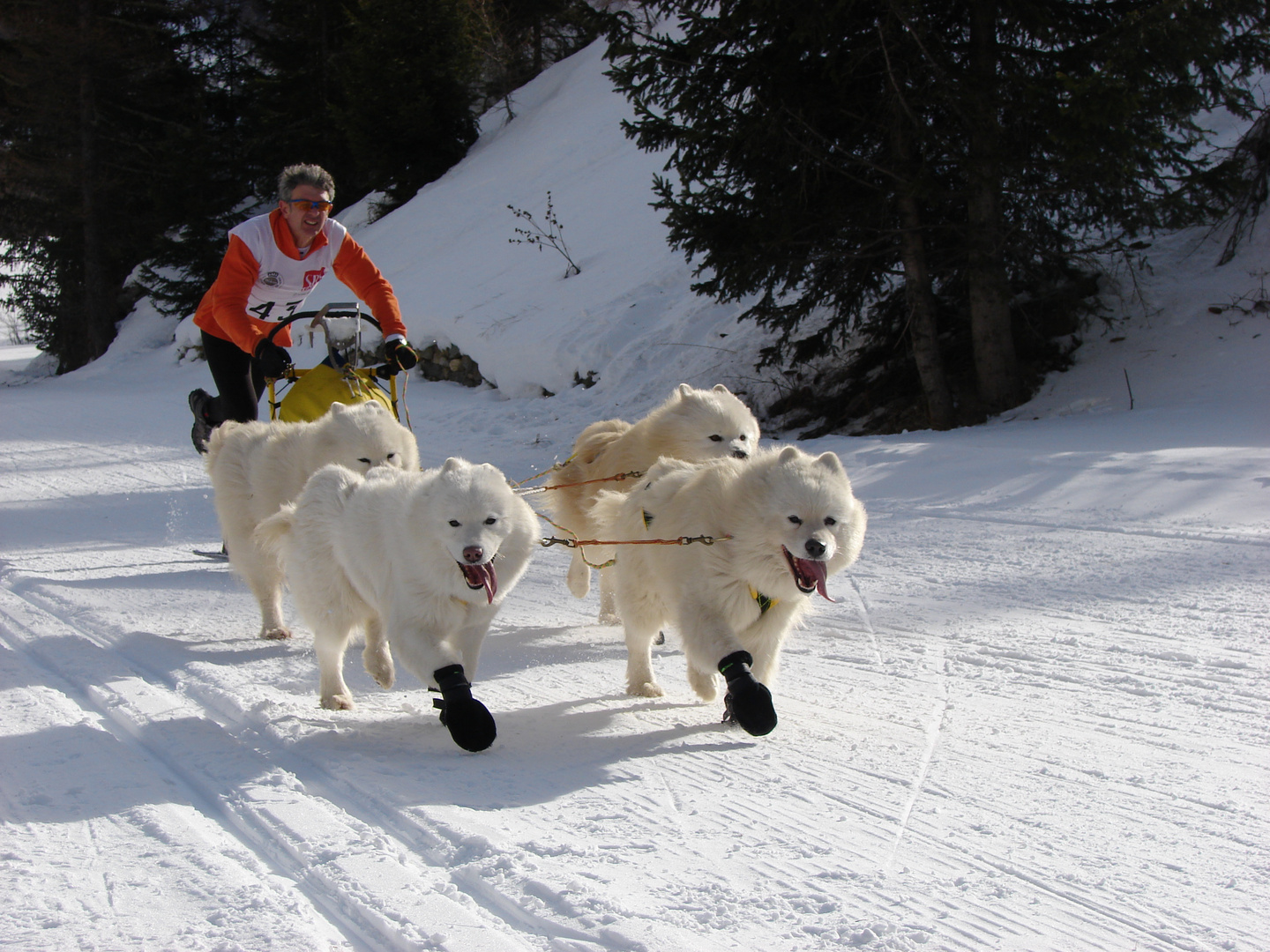 Sled-dog