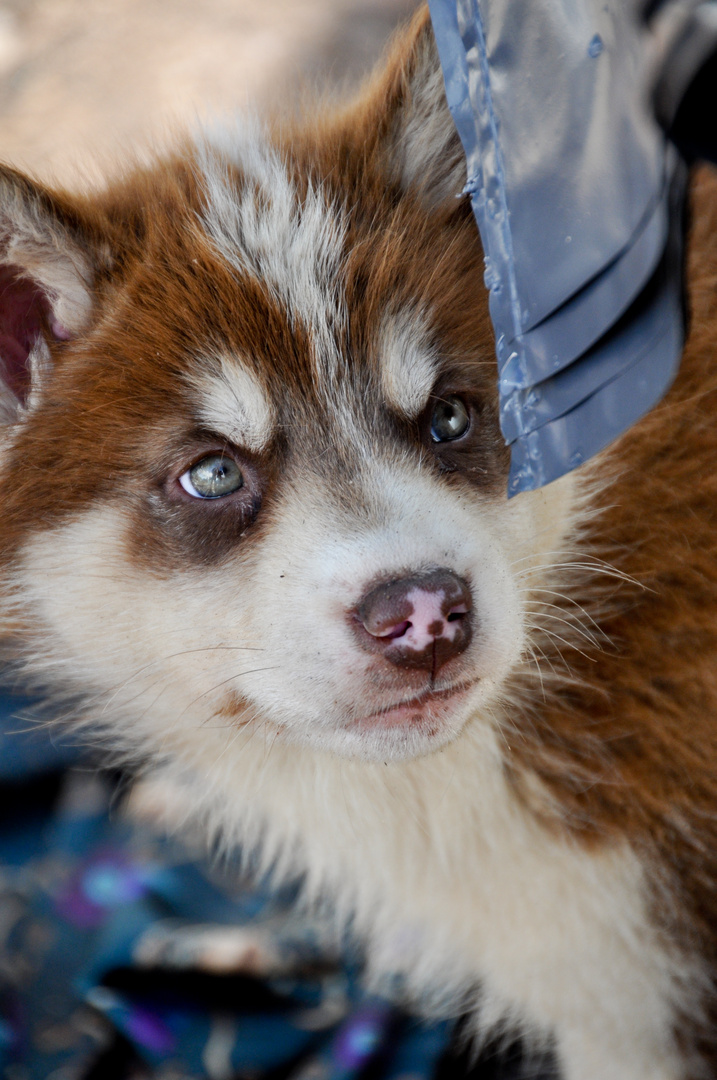 Sled-Dog-Puppy