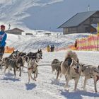 Sled Dog Race, Bad Gastein