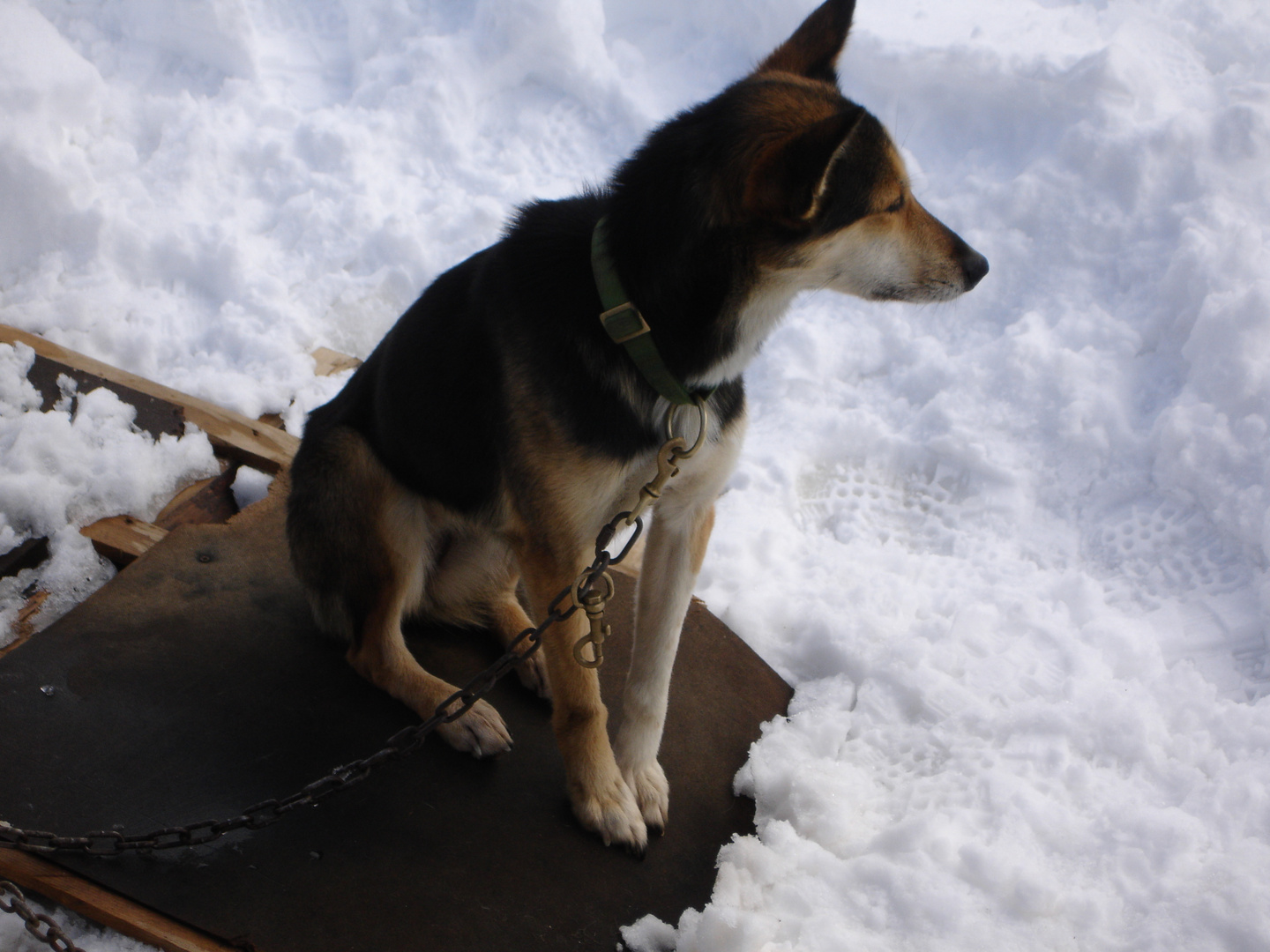 Sled dogs