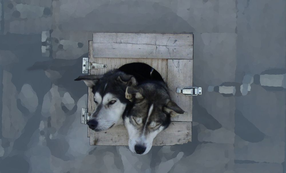 sled dogs ... 