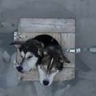 sled dogs ... 