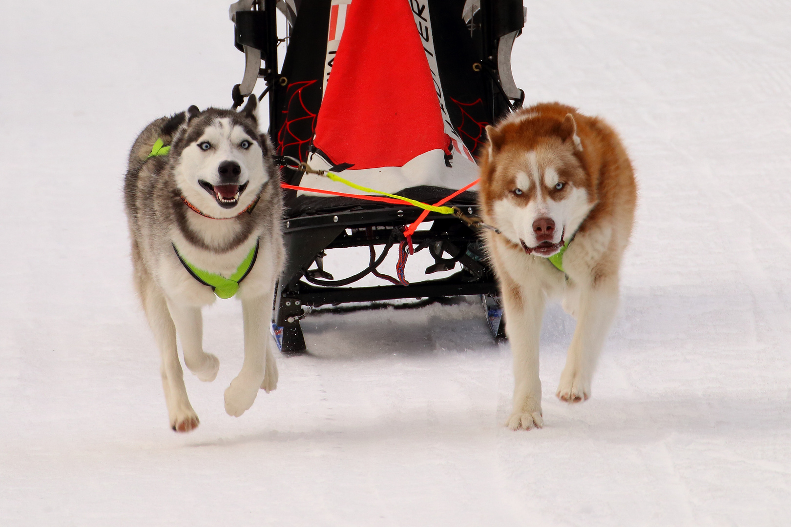 sled dogs at work