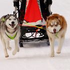 sled dogs at work