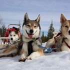 sled dogs