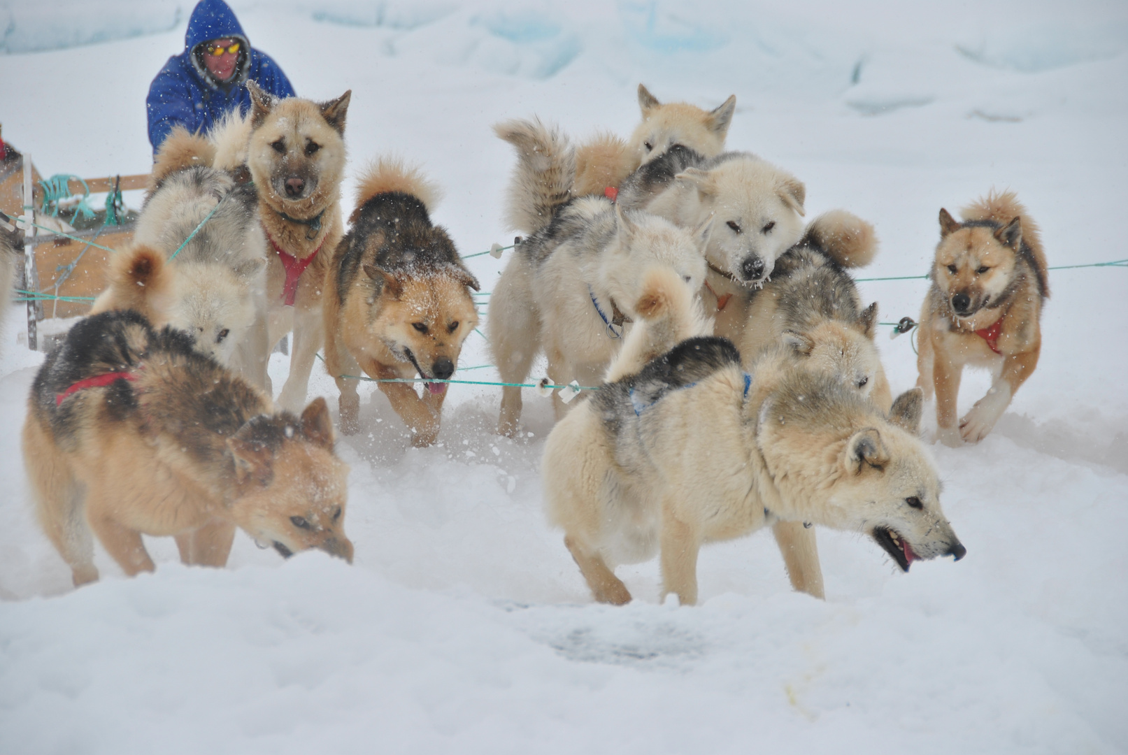 sled dogs