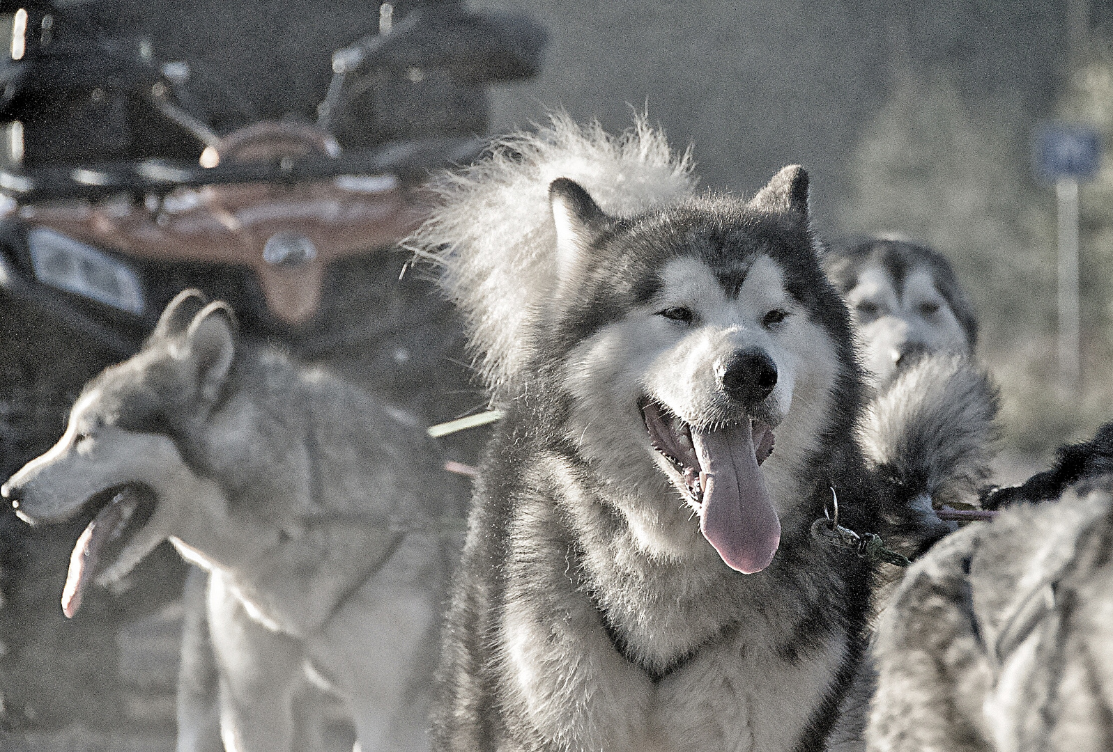 Sleddog at work 