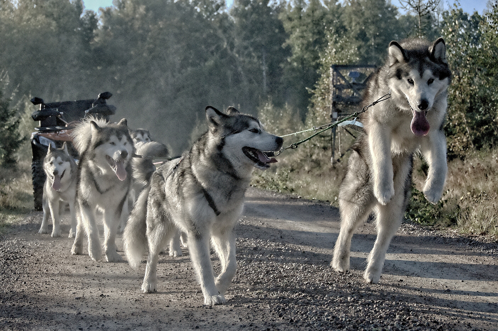 Sleddogs at work 