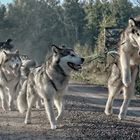 Sleddogs at work 