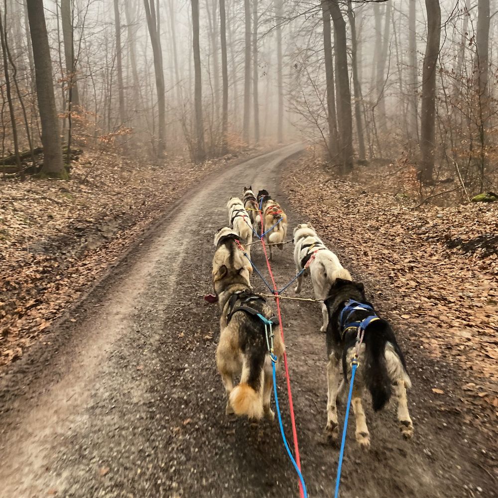 sleddogs at work