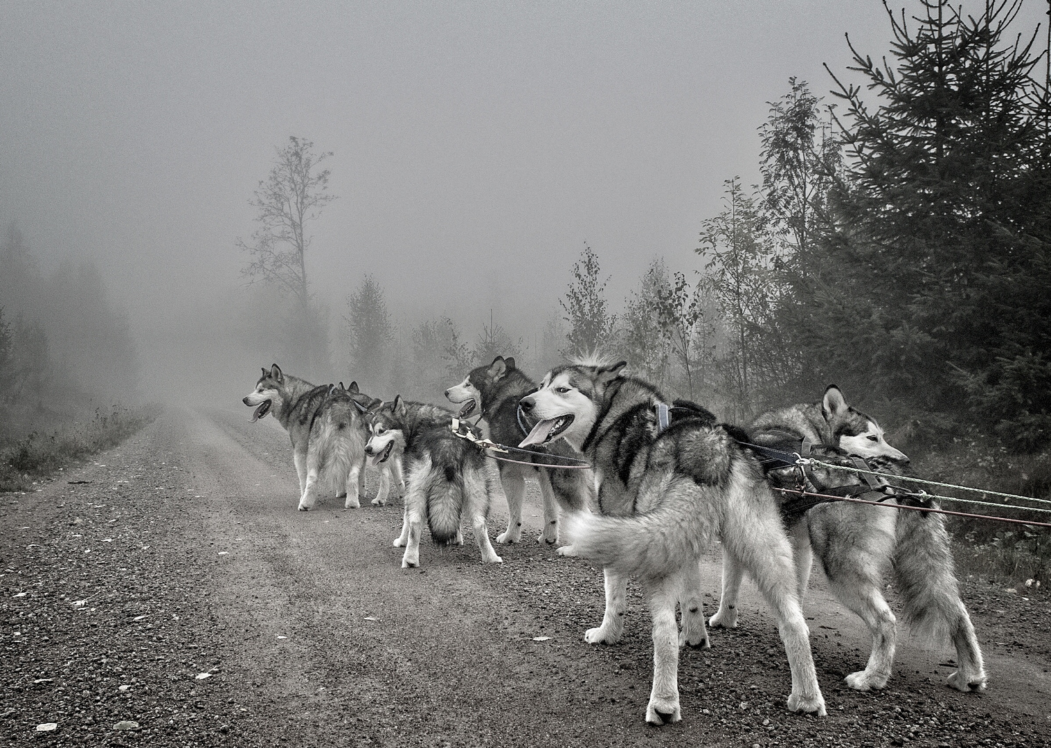 Sleddogs at work 