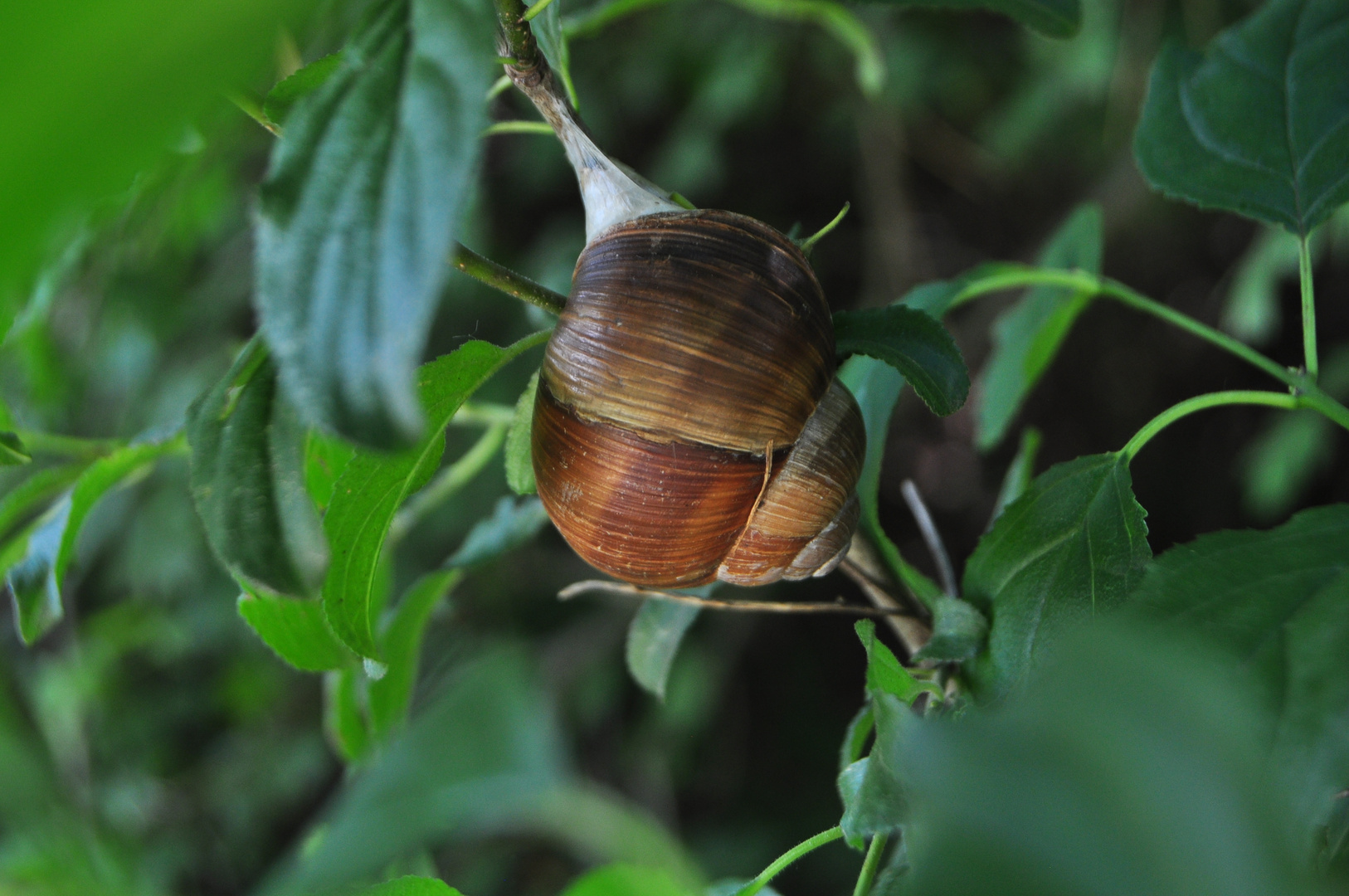 Sleep among green