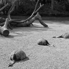 sleep attack bei Hagenbeck