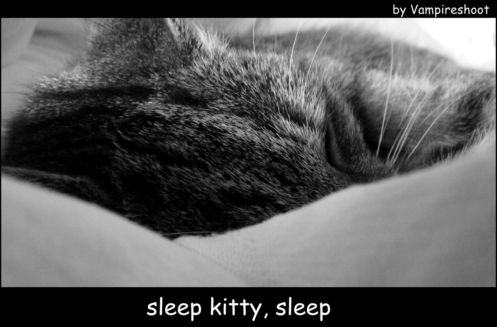 sleep kitty, sleep