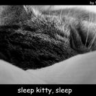 sleep kitty, sleep