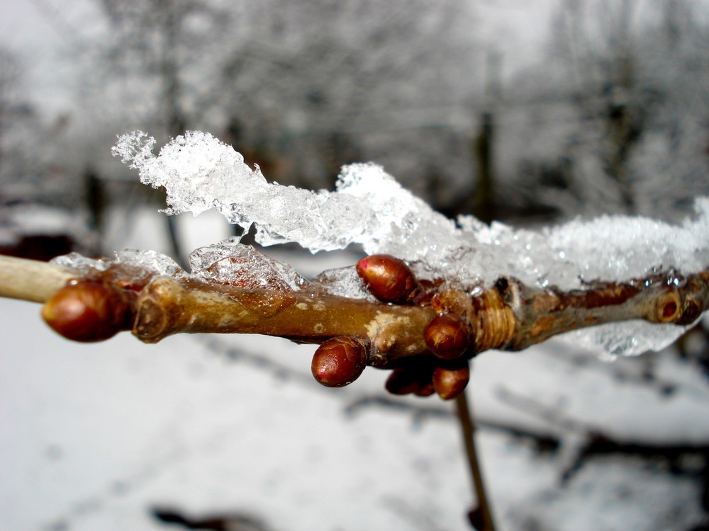 sleep until spring