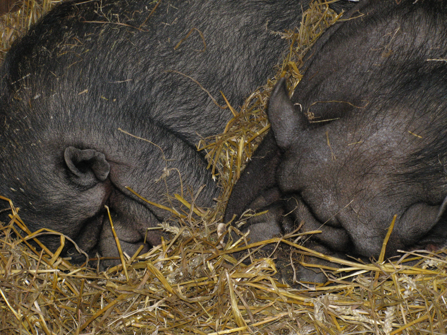 Sleep well, dear MINIPIGS !