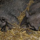 Sleep well, dear MINIPIGS !