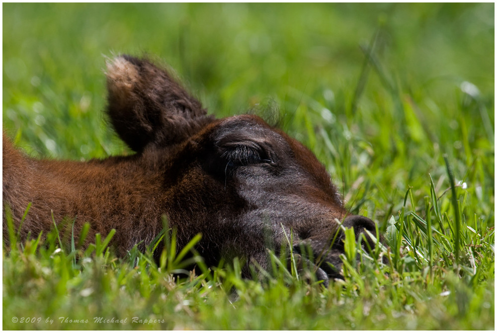 ** sleep well Little Mable**