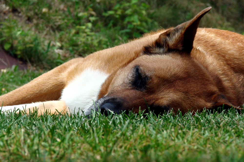 Sleeping Angel