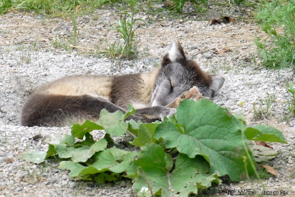 sleeping Artic Fox