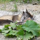 sleeping Artic Fox