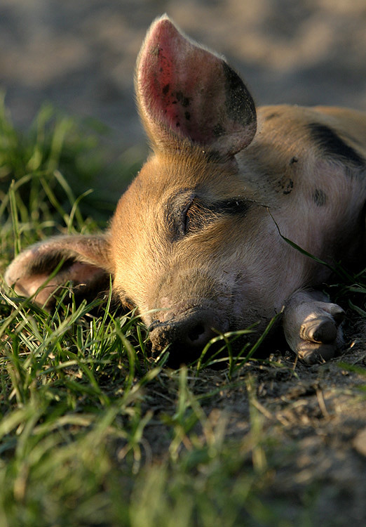 Sleeping Baby