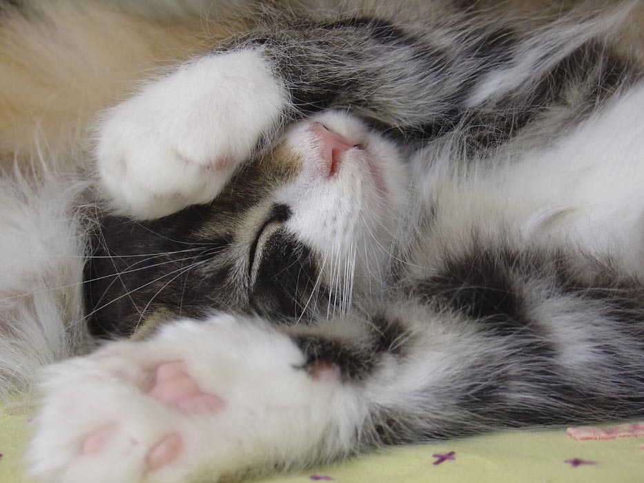 Sleeping Baby Cat Photo Image Animals Cats Pets Farm Animals Images At Photo Community