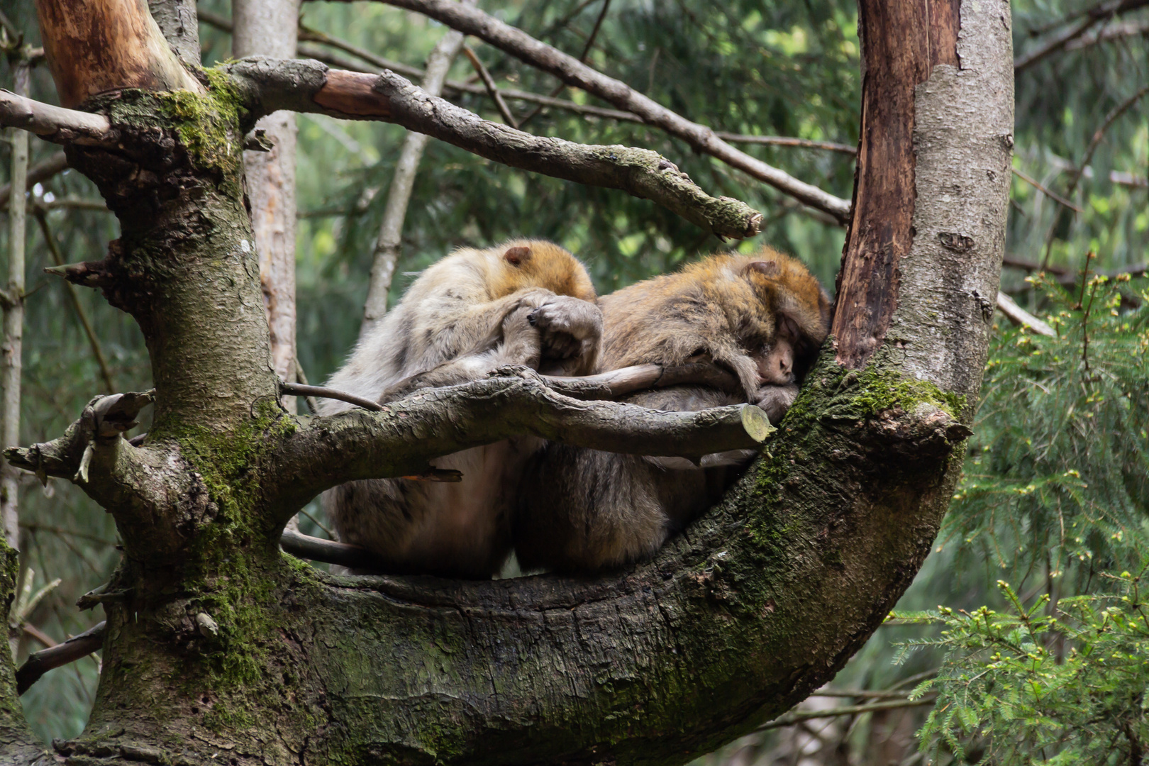 Sleeping Beauties