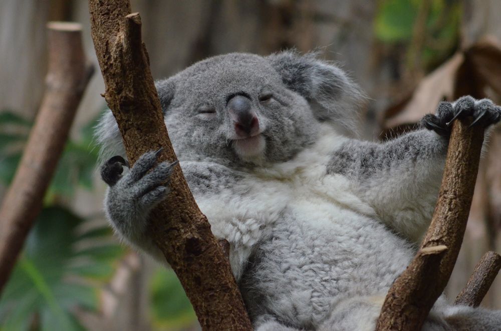 Sleeping Beauties in the Zoo: Koala