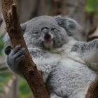 Sleeping Beauties in the Zoo: Koala