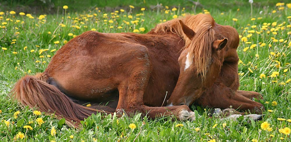 Sleeping Beauty