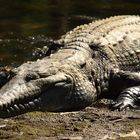 "sleeping beauty" at Windjana Gorge