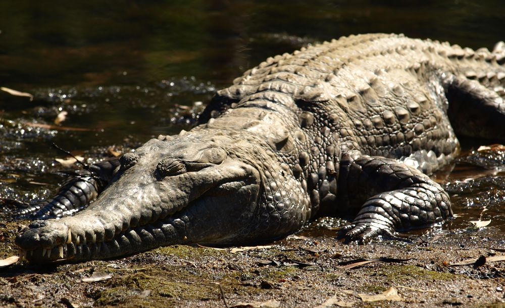 "sleeping beauty" at Windjana Gorge