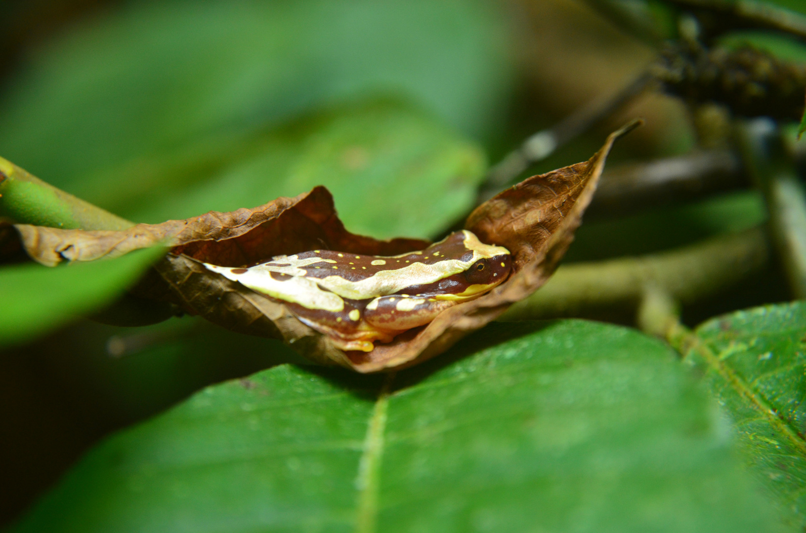 Sleeping Beauty --- Dendropsophus ebraccatus