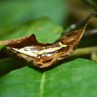 Sleeping Beauty --- Dendropsophus ebraccatus