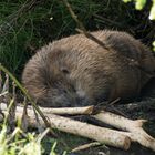 Sleeping beaver