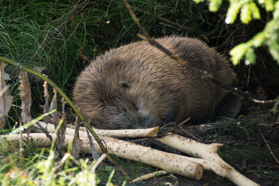 Sleeping beaver