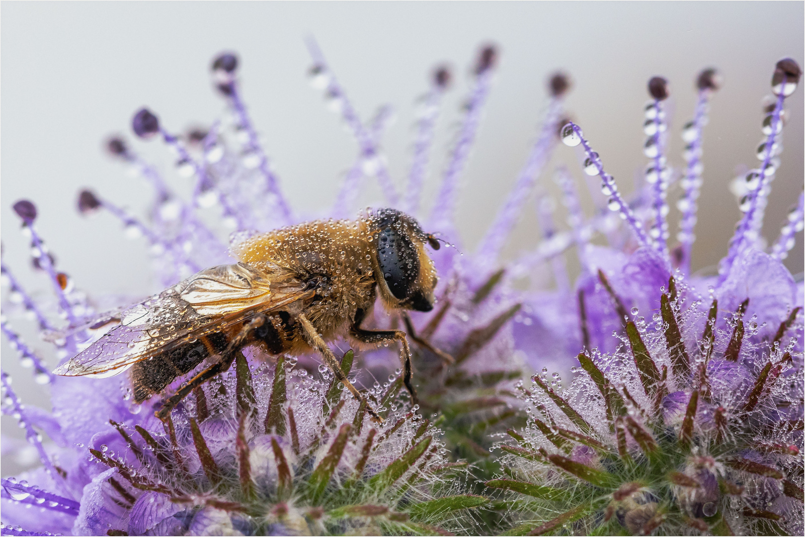 Sleeping Bee