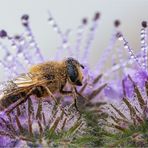 Sleeping Bee