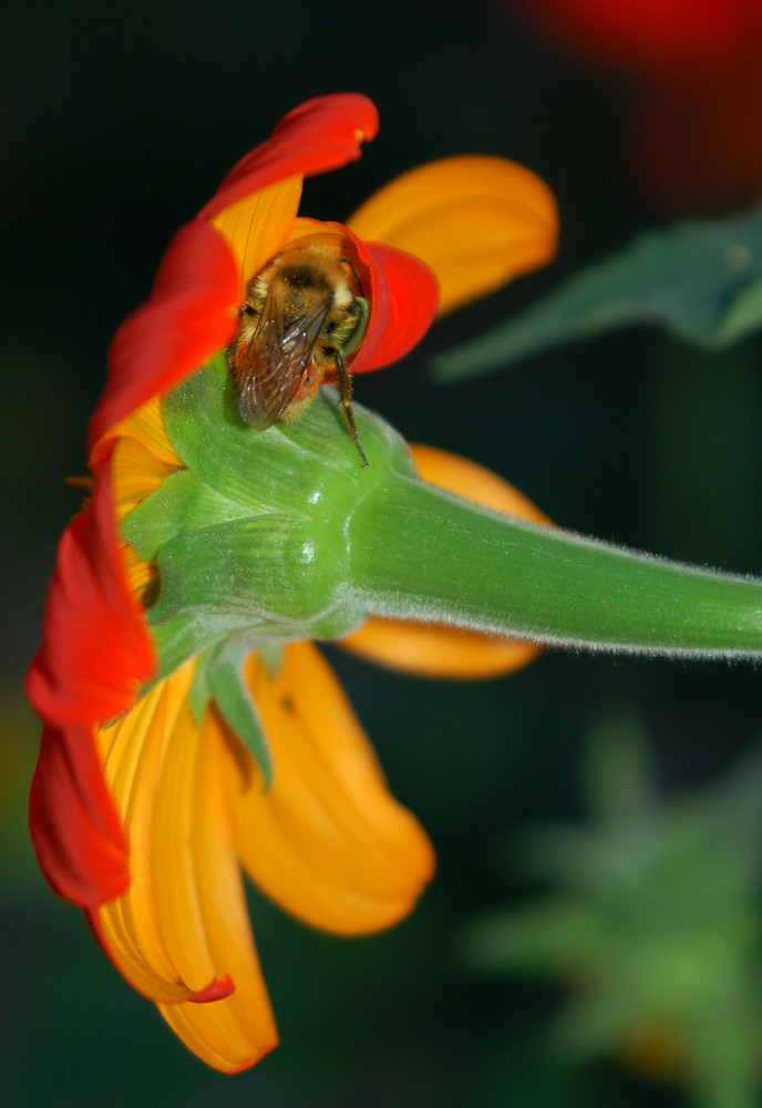 Sleeping Bee