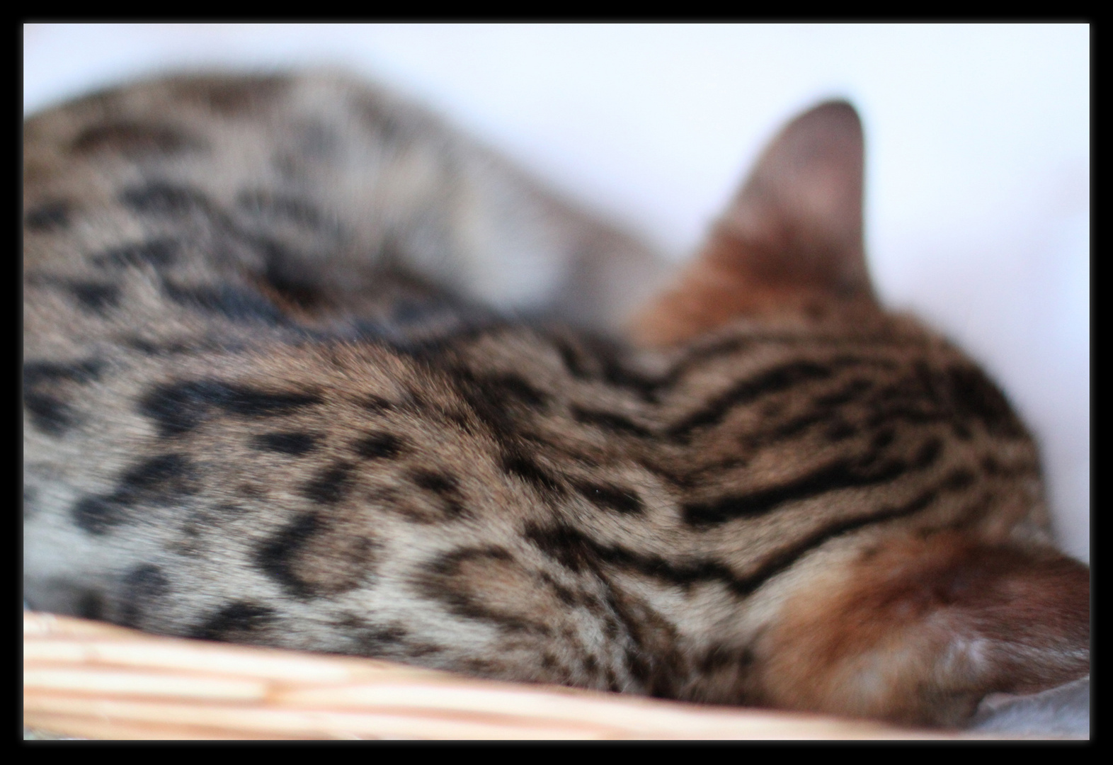 Sleeping Bengal Kitten