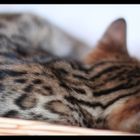 Sleeping Bengal Kitten