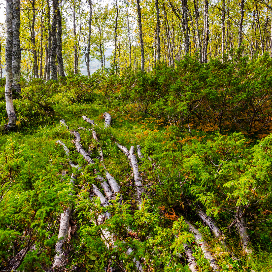 Sleeping birch trees