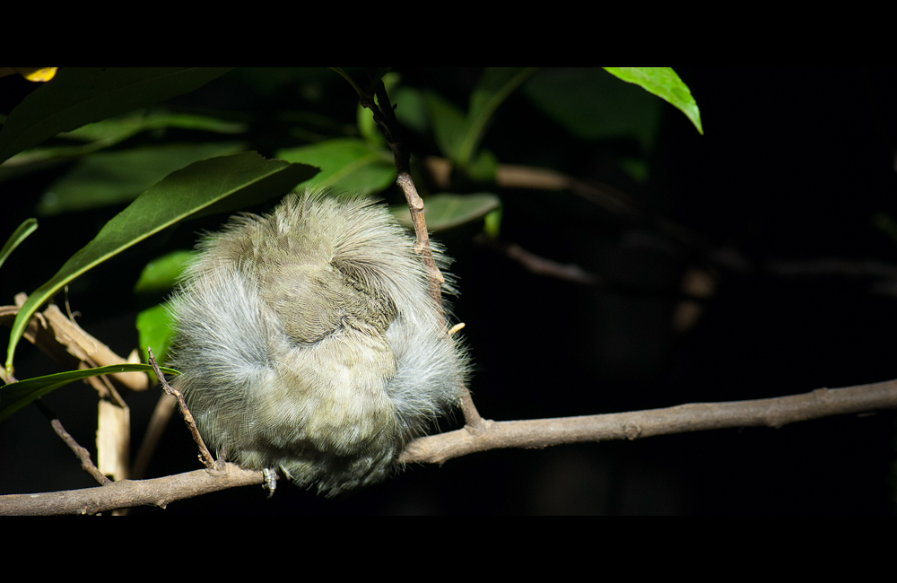 Sleeping bird