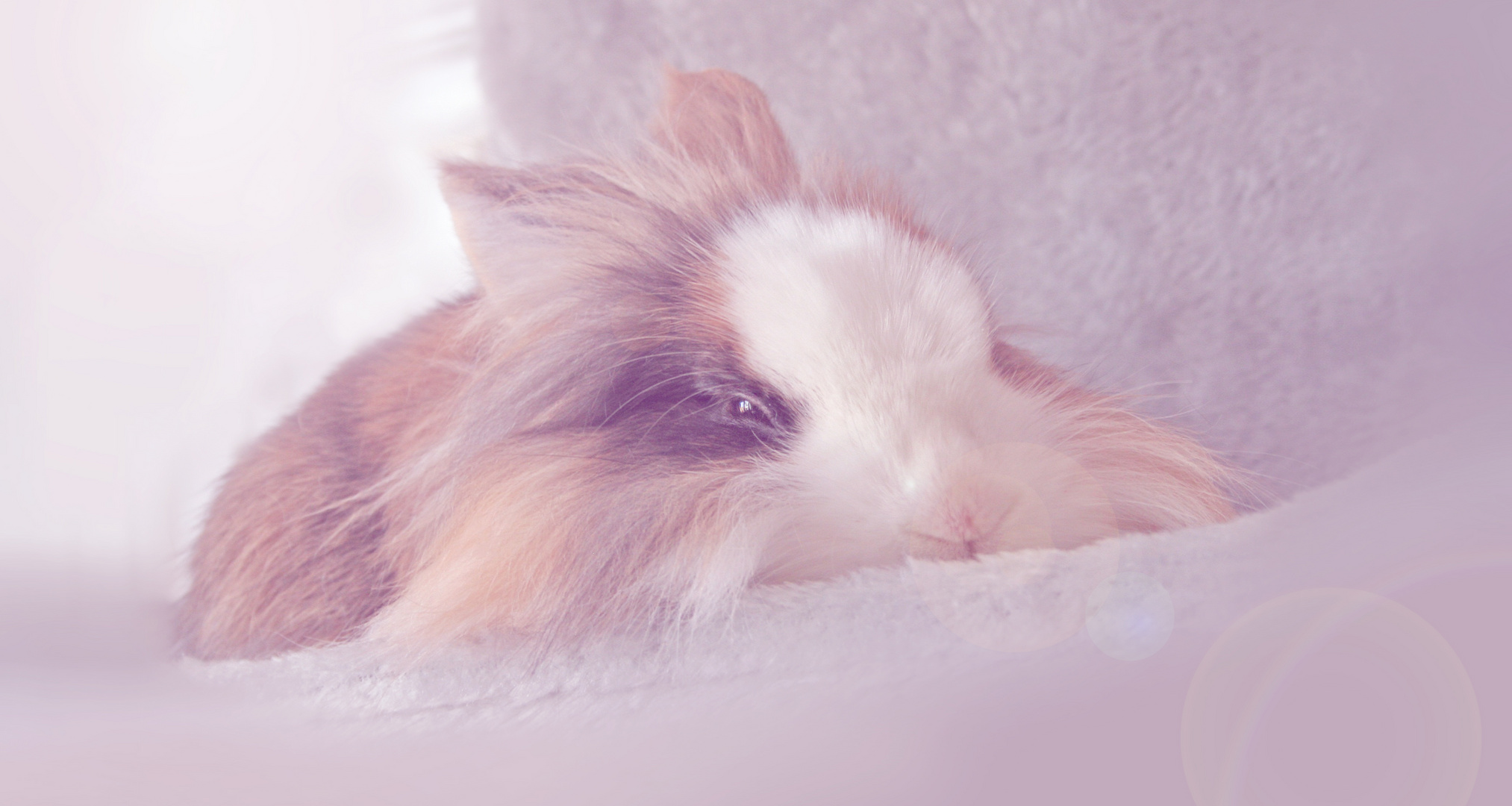 Sleeping bunny