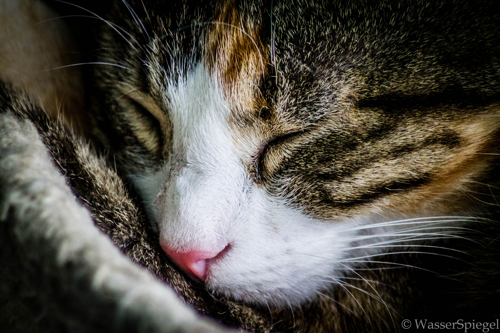 Sleeping cat