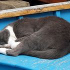 Sleeping Cat