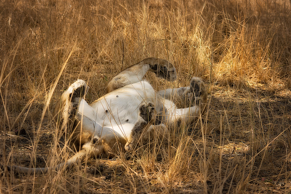 Sleeping Cat